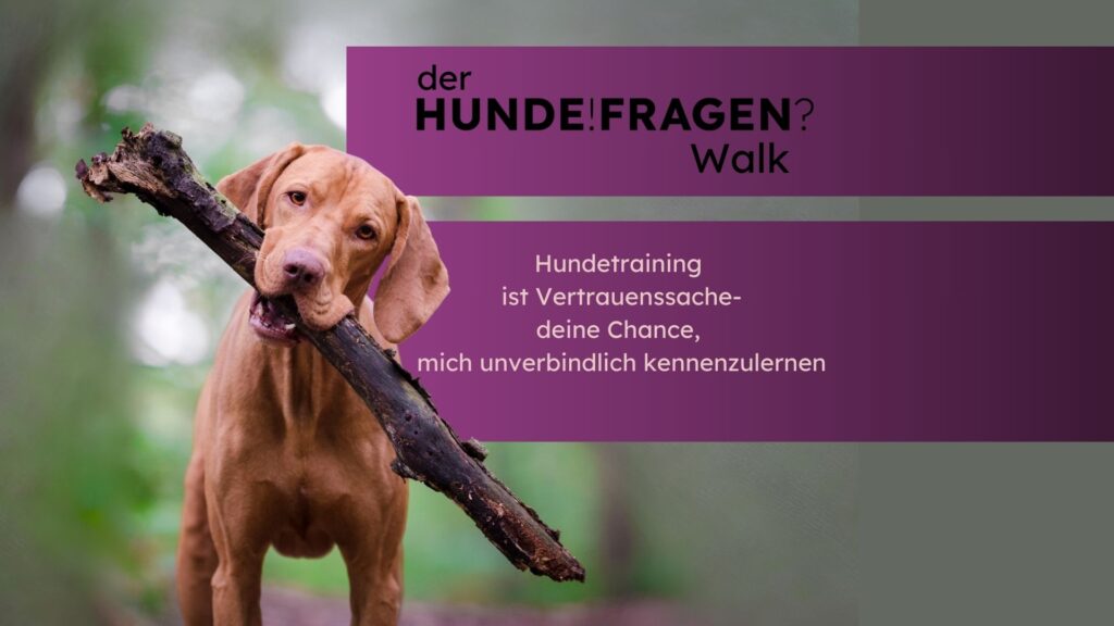 Ein Viszla trägt einen Stock und spielt damit