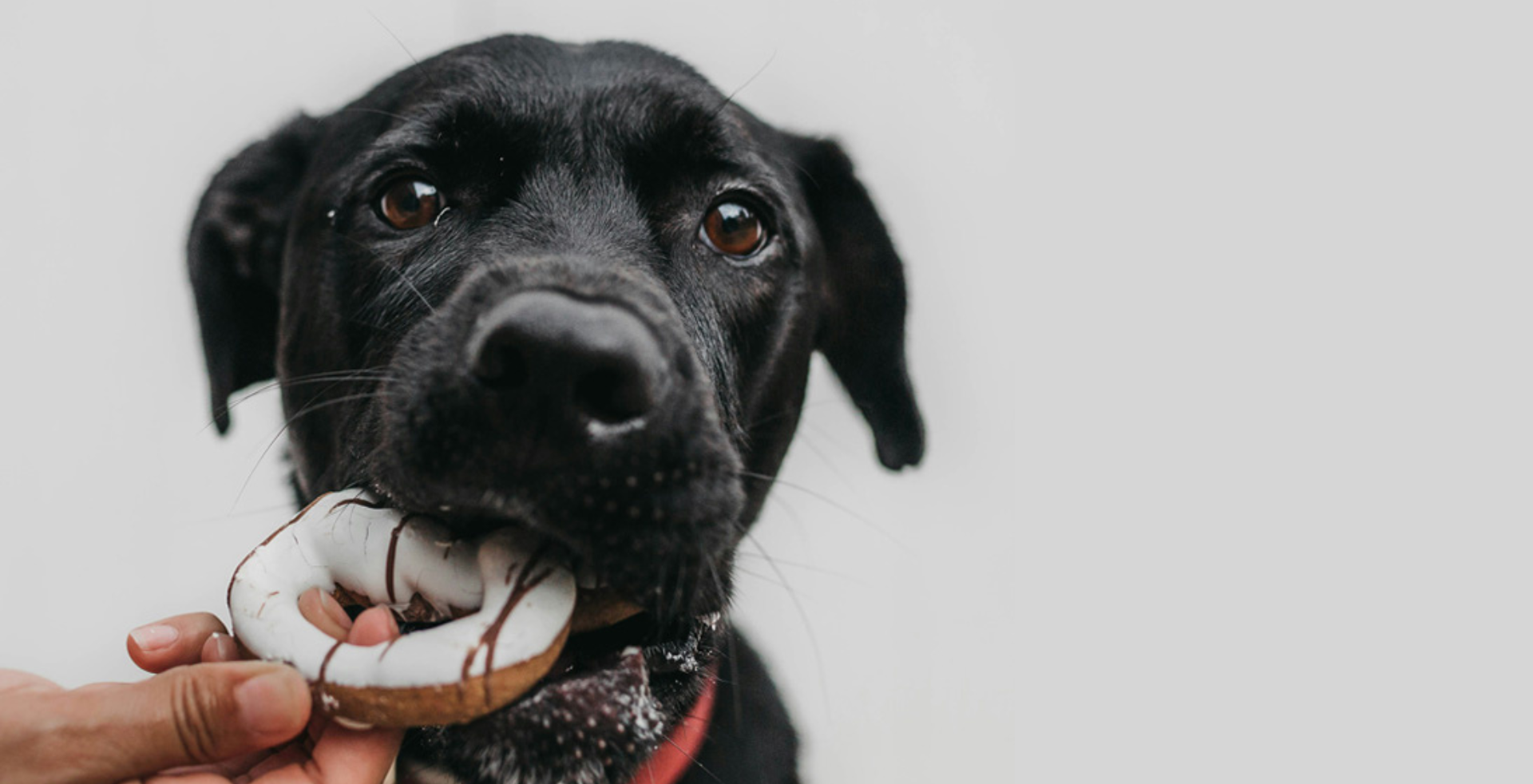 Ein schwarzer Hund bekommt Schokolade