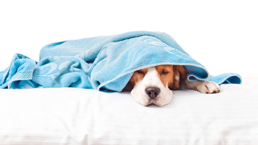 ein Hund der Rasse Beagle ist krank und liegt unter einer Decke