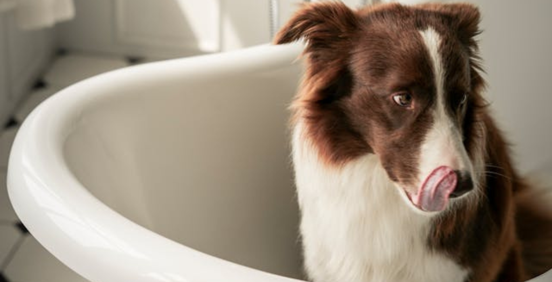 Ein Hund sitzt in einer Badewanne und zeigt Meideverhalten und eine Licking intention